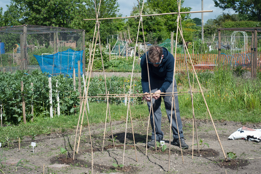 Tying bean poles together