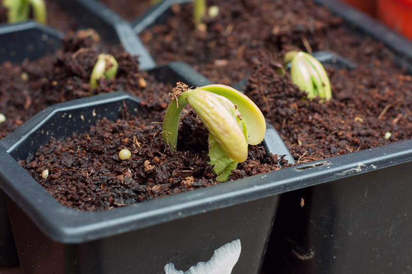 Bean seedling opening up