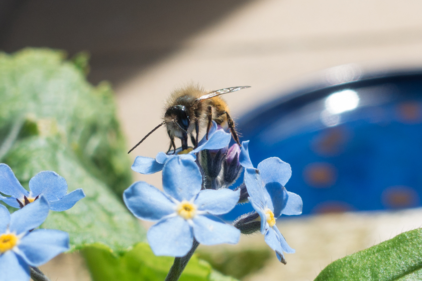 Honey blue on forget-me-not