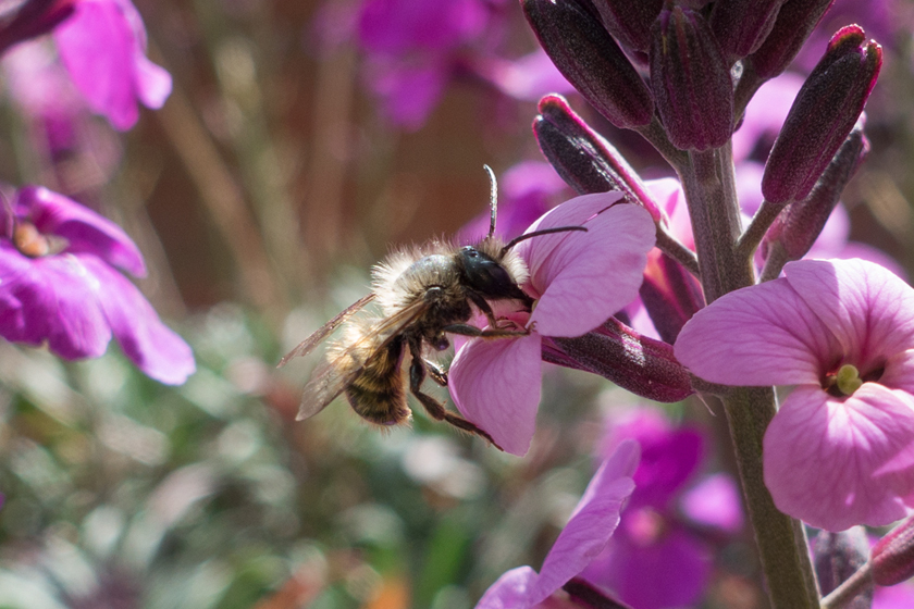 Honey bee on Erysimum