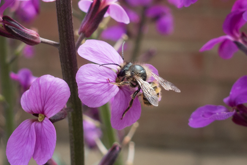Honey bee on Erysimum