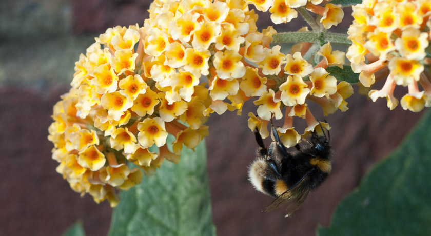 Bee on yellow Buddleja