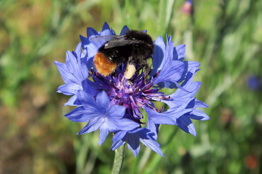 Bee on cornflower