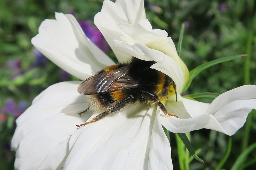 Bee in white cosmos
