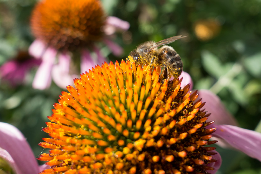 Bee covered in pollen