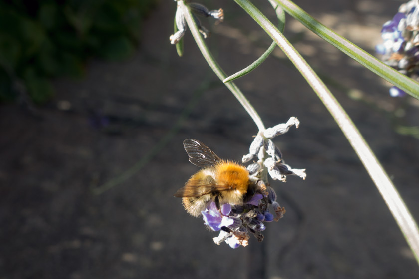 Bee on lavender