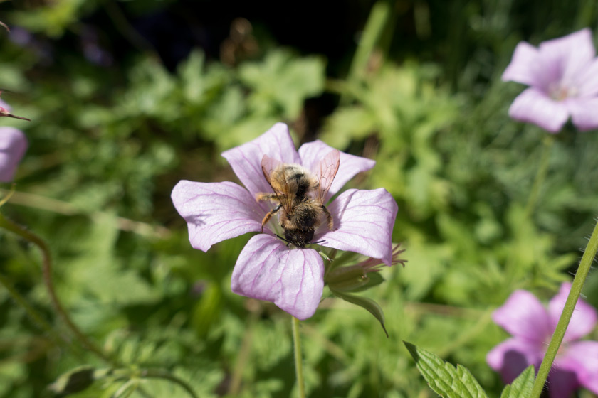 Bee on pink geranium