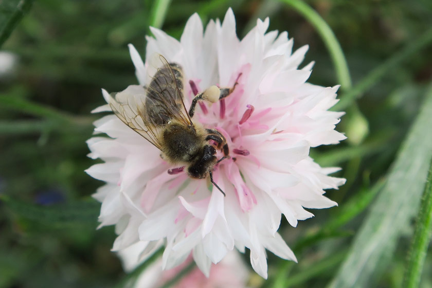 Bee on pink cornflower