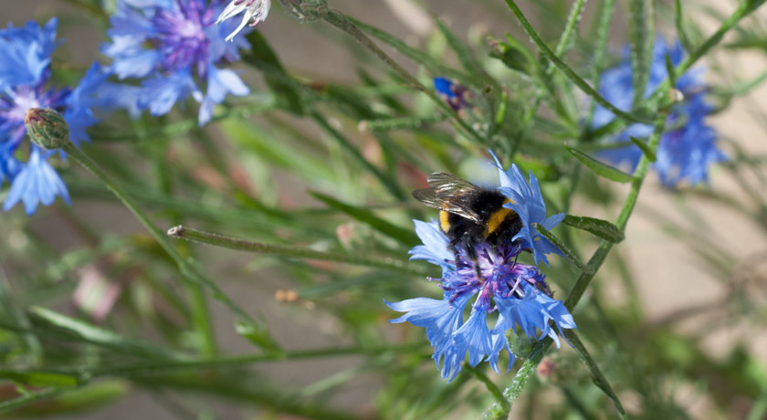 Bee on cornflower