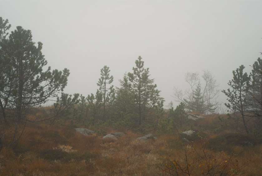 Trees on a misty mountain