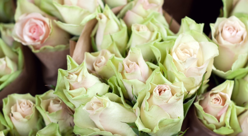 Bunches of mint green roses