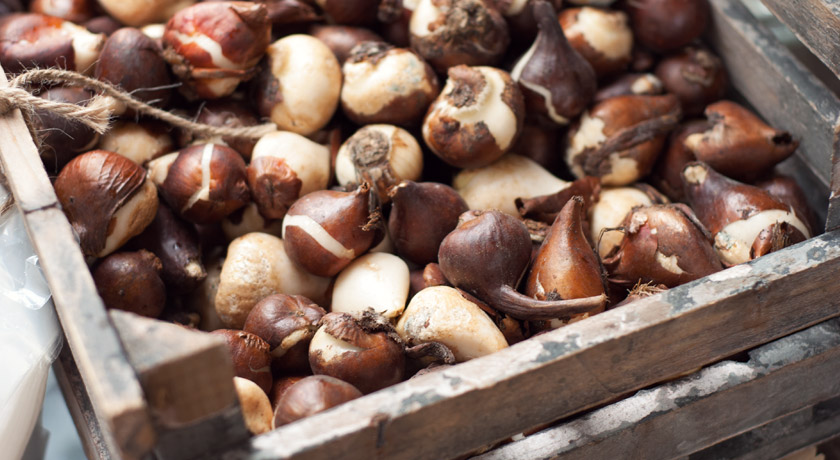 Flower bulbs in wood crate