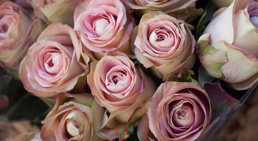 Bunches of dusky pink roses