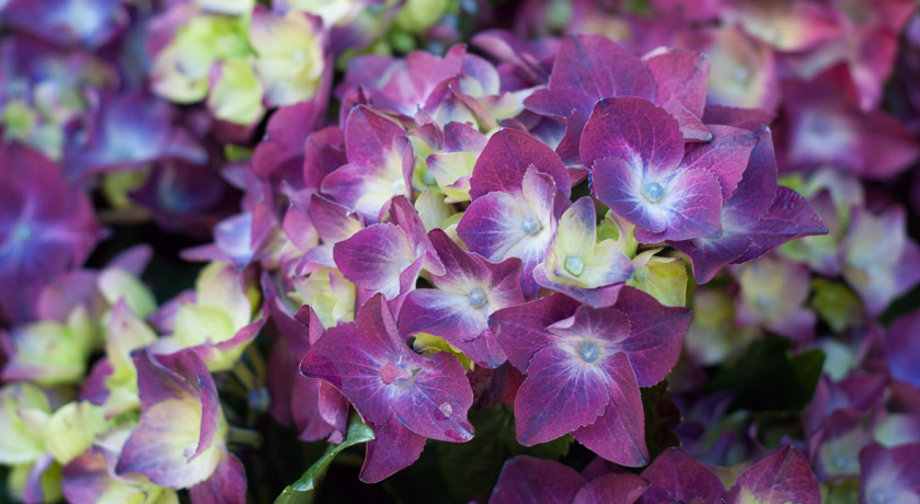 Purple and green hydrangea petals