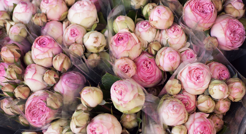 Bunches of pink peonies