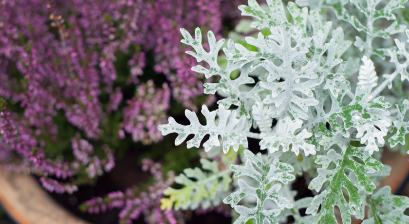 Heather and white leaves