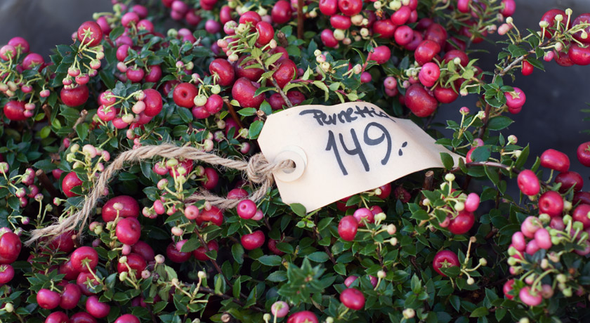 Pink berries and green leaves
