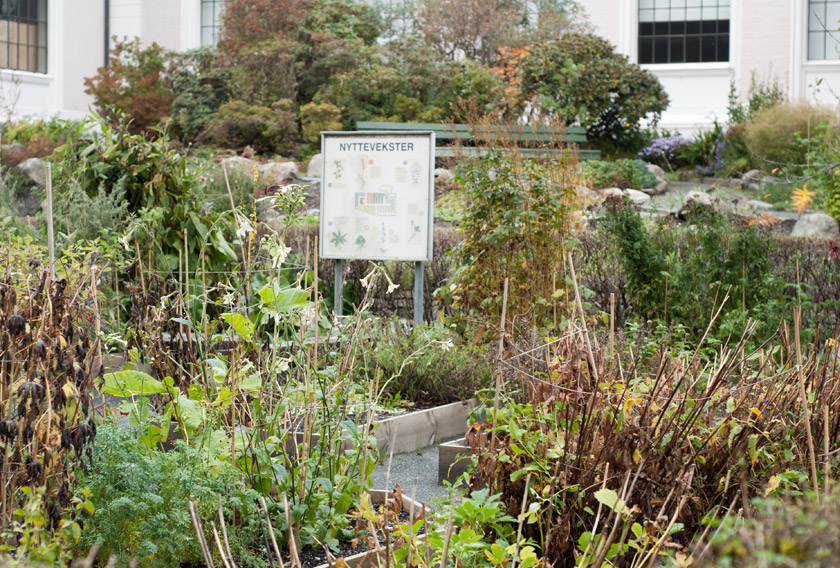 Museum vegetable garden