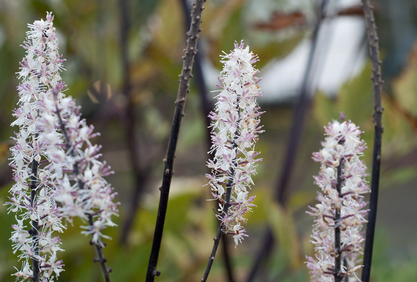 White and pink flowers