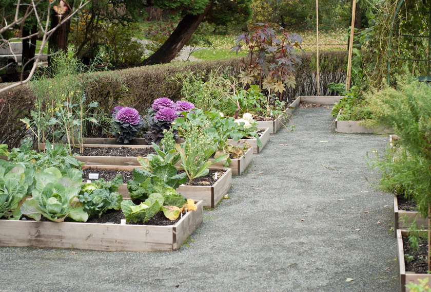 Museum vegetable garden