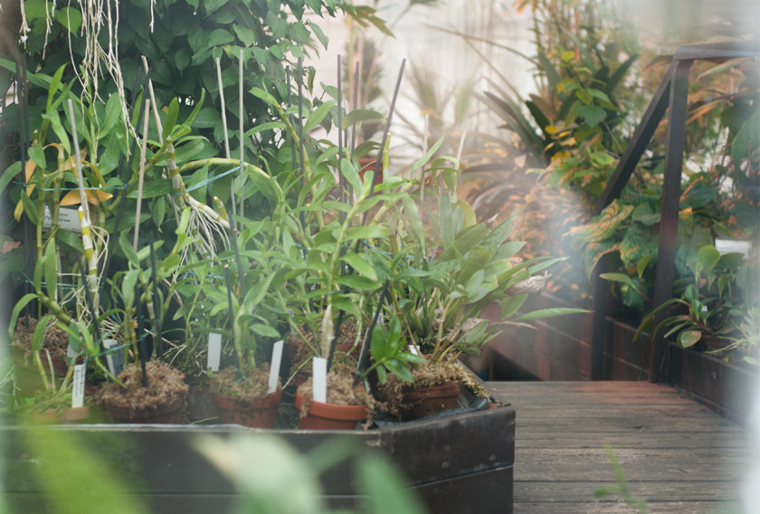 Looking through a greenhouse window