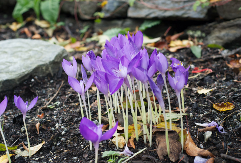 Cluster of purple crocus
