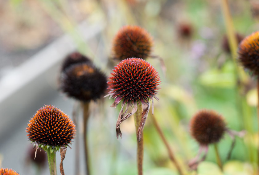 Echinacea heads with no petals