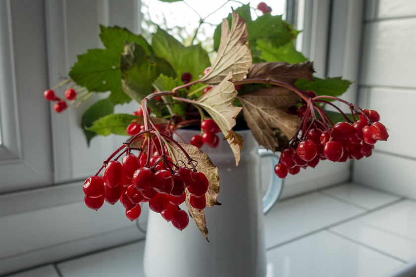 Red berries in enamel jug