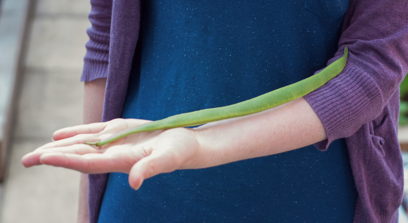 Big runner bean