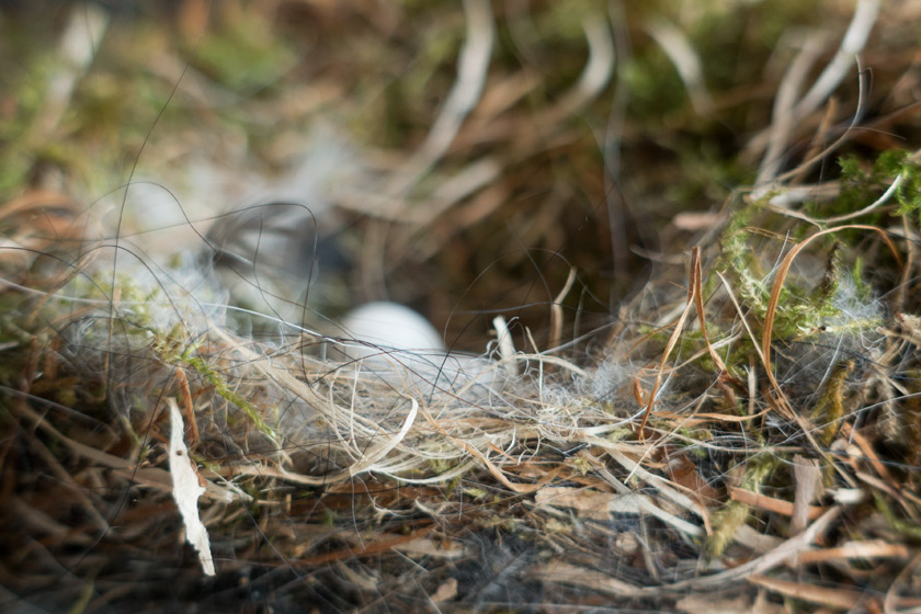 Closeup of nest materials