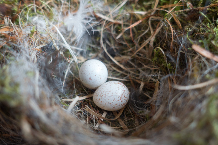 Eggs in nest