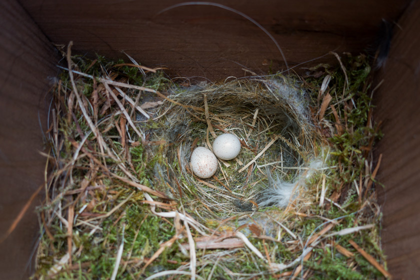 Blue tit nest in bird box