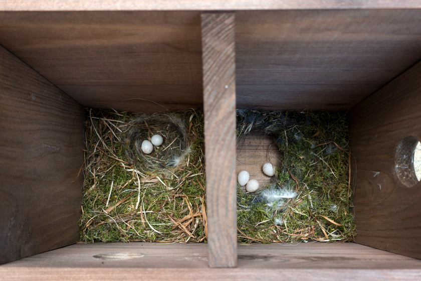 Blue tits eggs in bird box
