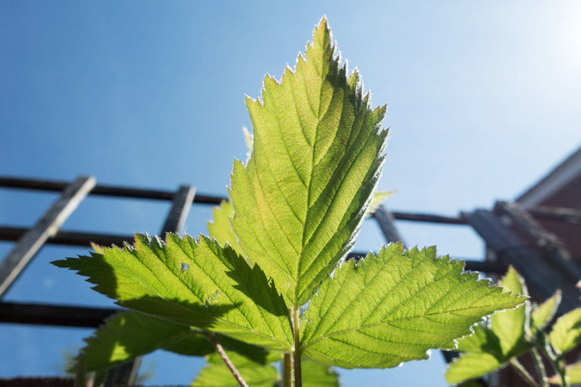 Blackberry leaf in the sun