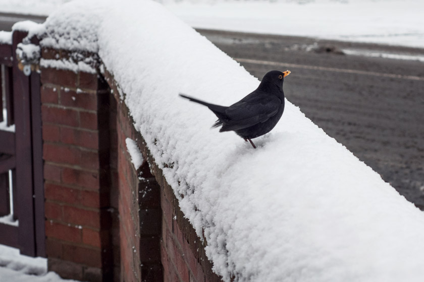 Blackbird on snowy wall