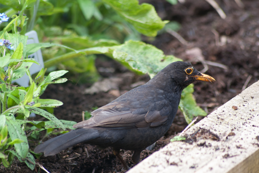 Digging blackbird