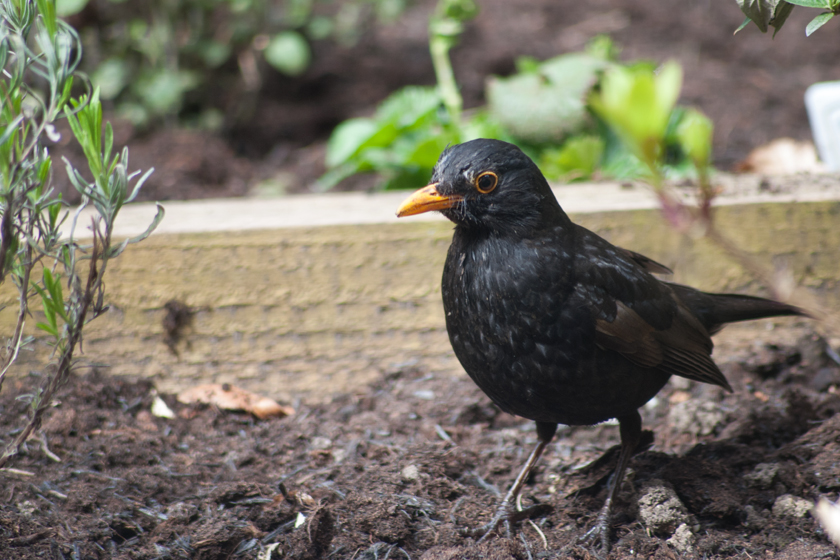 Blackbird standing on soil