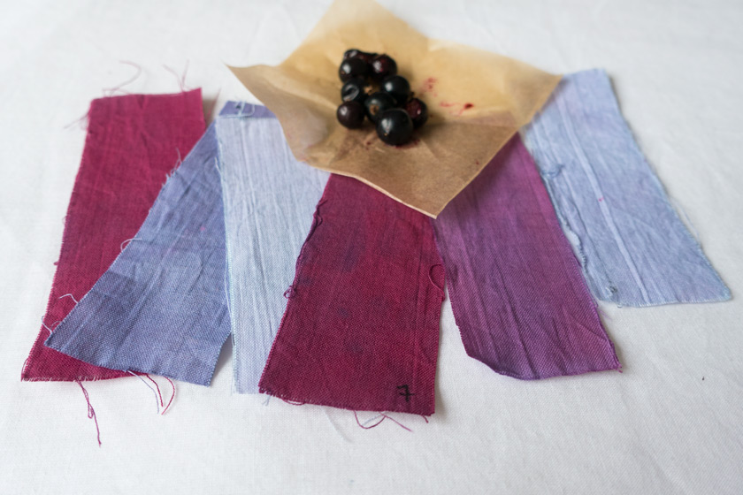 Plum and blue blackcurrant fabric