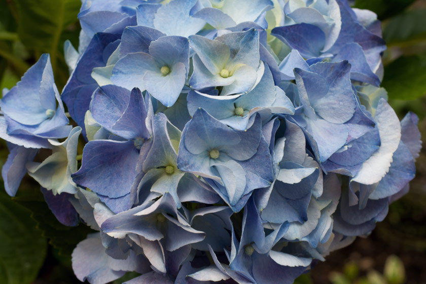 Closeup of blue petals