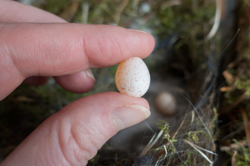 Tiny blue tit egg