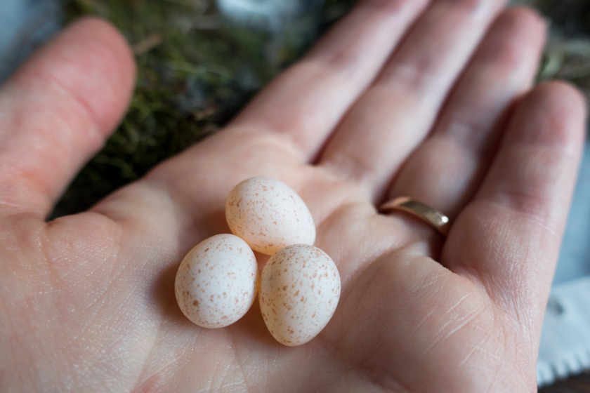 Handful of blue tit eggs
