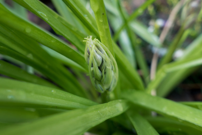 Bluebell bud