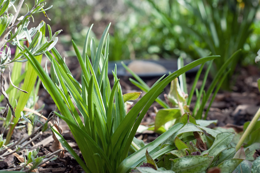 Green bluebell shoots