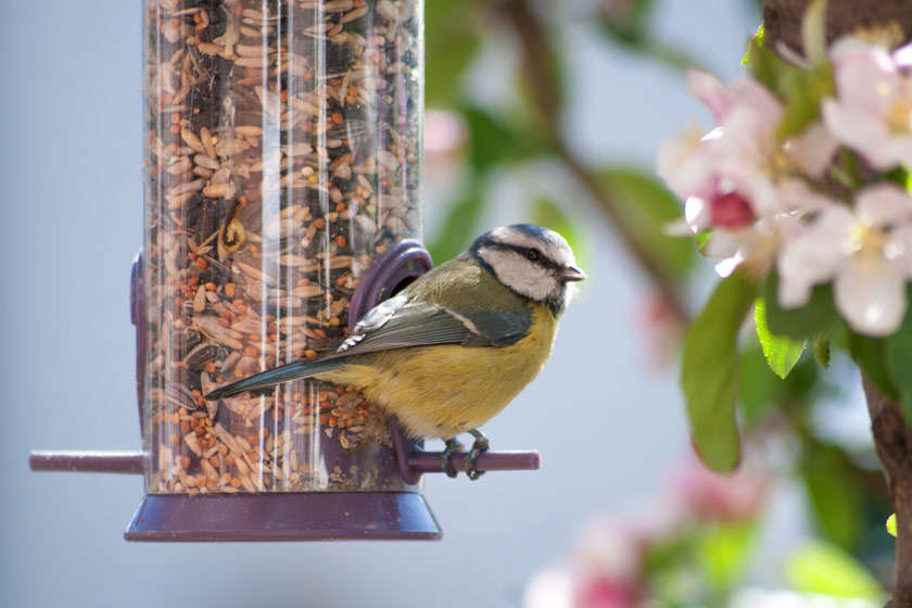 Blue tit sitting on feeder