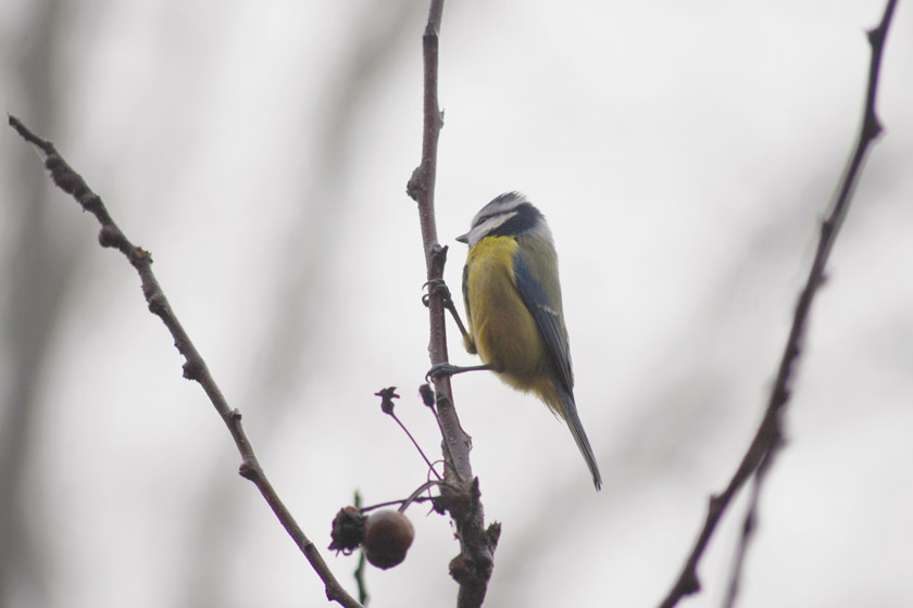 Blue tit in tree