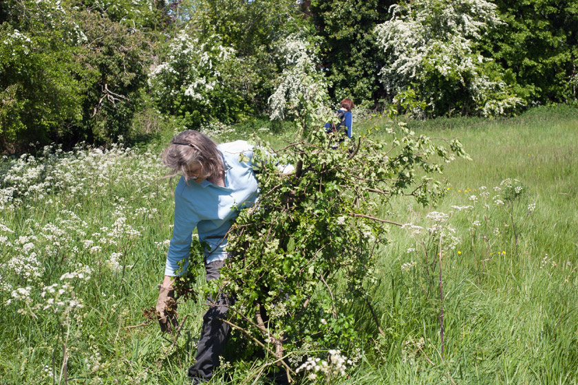 Volunteer with tree cuttings