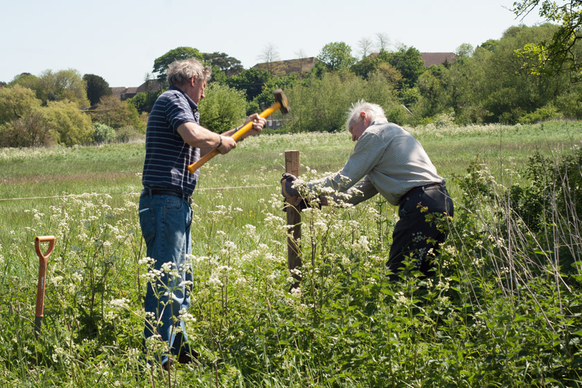Volunteer hammering fence posts