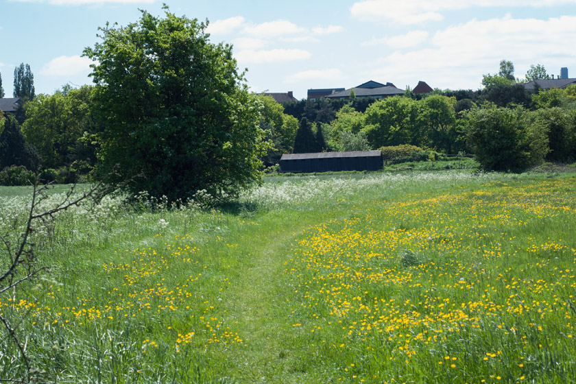 Meadow with yellow flowers