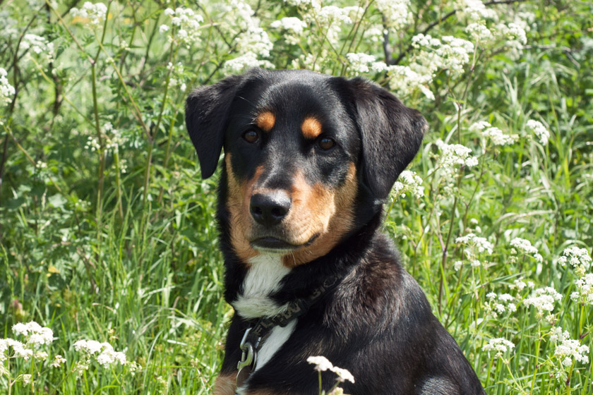 Black and brown dog