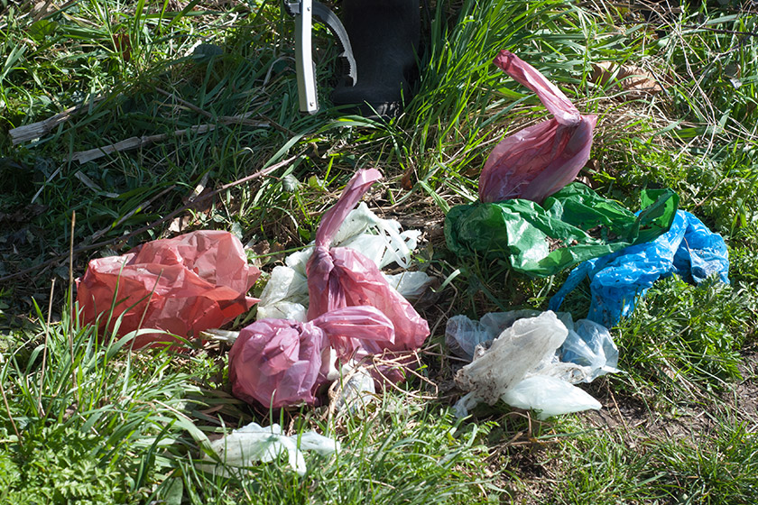 Old bags of dog waste